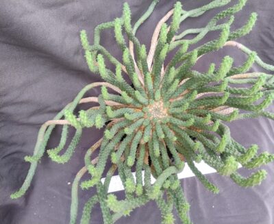 Euphorbia inermis доросла