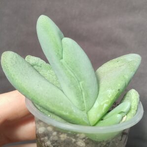 Glottiphyllum oligocarpum steytlerville | 49