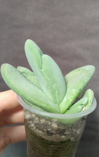 Glottiphyllum oligocarpum steytlerville