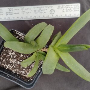 glottiphyllum longum