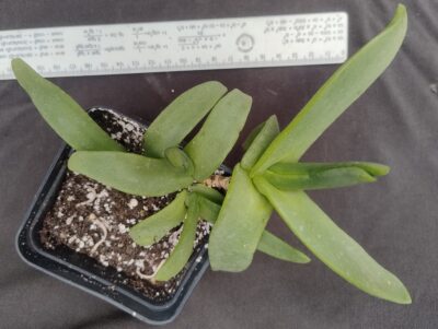 glottiphyllum longum зріз