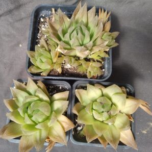 haworthia sp
