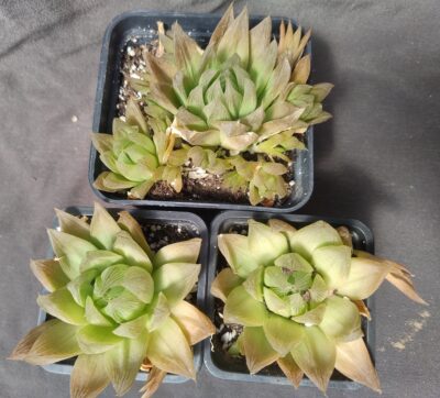 haworthia sp