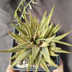 haworthia subattenuata cv norifu-kinjo pale yellow form