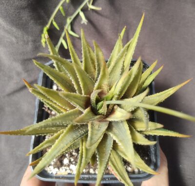 haworthia subattenuata cv norifu-kinjo pale yellow form