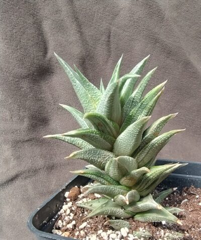 haworthia viscosa variegata горщик 9см
