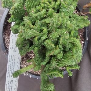 Euphorbia horrida cristata