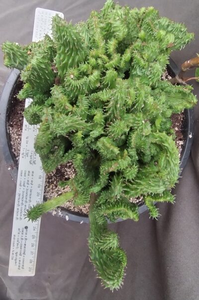 Euphorbia horrida cristata