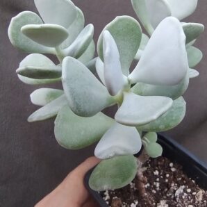 Cotyledon Orbiculata var. oophyla “Lady Fingers”