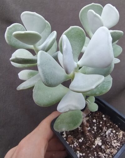 Cotyledon Orbiculata var. oophyla “Lady Fingers”