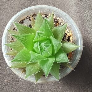 Haworthia herbacea (Haworthia translucens)