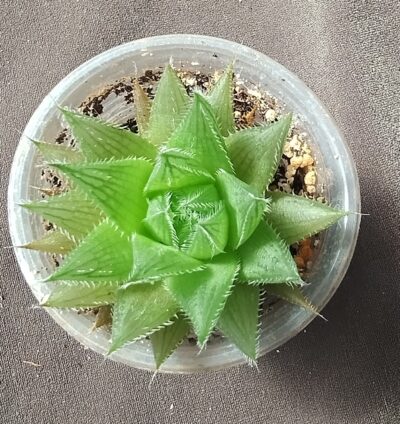 Haworthia herbacea (Haworthia translucens)