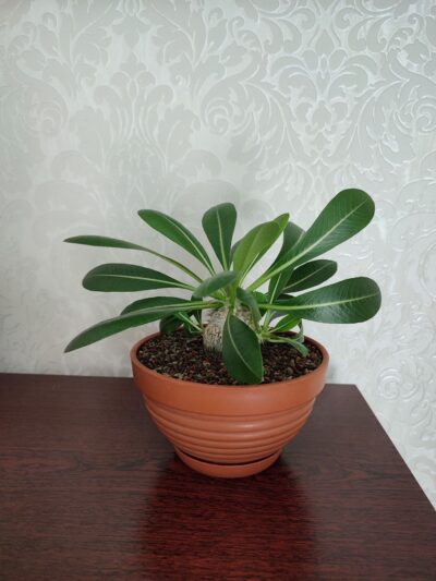 Pachypodium brevicaule leucoxanthum - Зображення 2