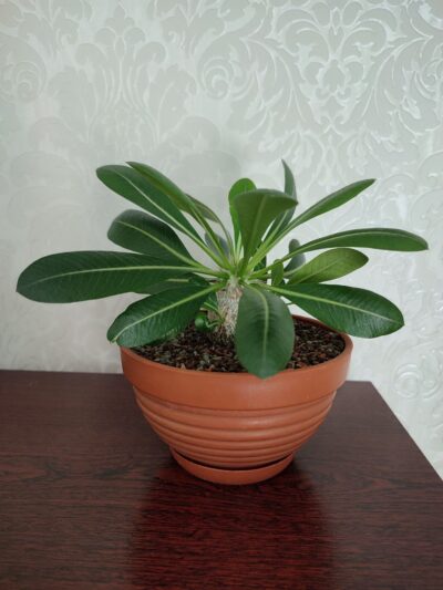 Pachypodium brevicaule leucoxanthum - Зображення 3