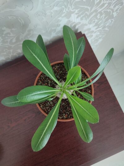 Pachypodium brevicaule leucoxanthum - Зображення 4