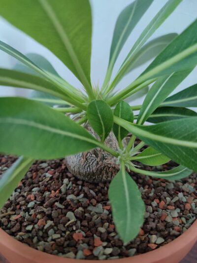 Pachypodium brevicaule leucoxanthum - Зображення 5