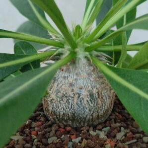 Pachypodium brevicaule leucoxanthum