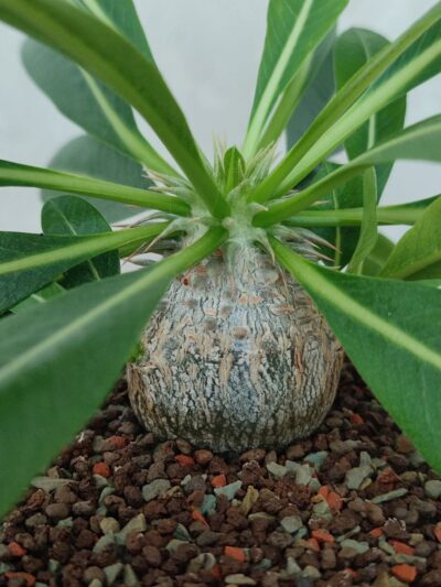 Pachypodium brevicaule leucoxanthum