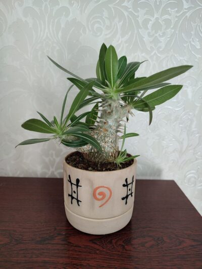 Pachypodium rosulatum cactipes - Зображення 2