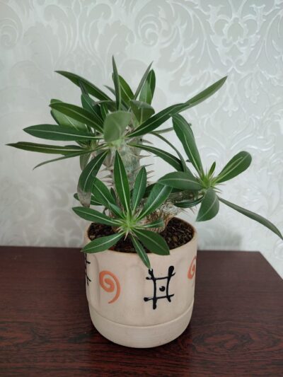 Pachypodium rosulatum cactipes - Зображення 3