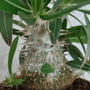 Pachypodium rosulatum cactipes