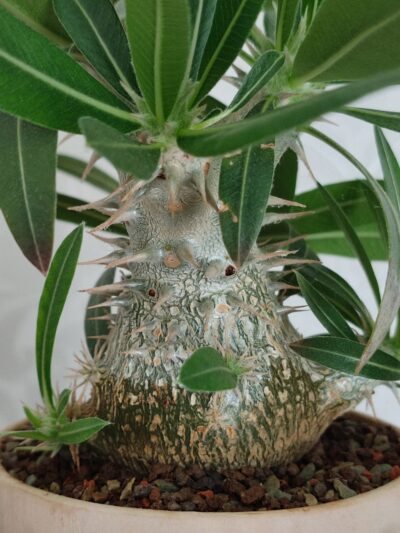 Pachypodium rosulatum cactipes