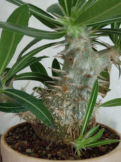 Pachypodium rosulatum cactipes - Зображення 5