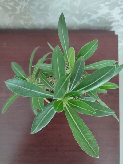 Pachypodium rosulatum cactipes - Зображення 6
