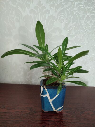 Pachypodium rosulatum cactipes - Зображення 2