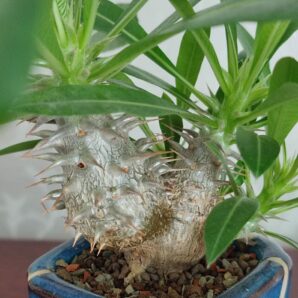 Pachypodium rosulatum cactipes
