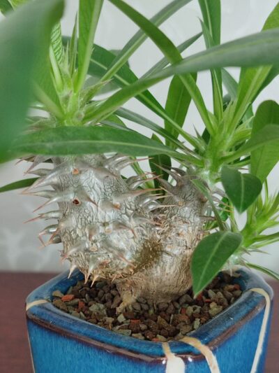 Pachypodium rosulatum cactipes