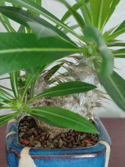 Pachypodium rosulatum cactipes - Зображення 4