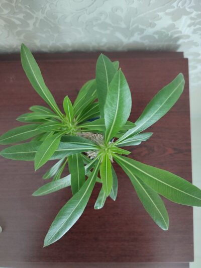 Pachypodium rosulatum cactipes - Зображення 5