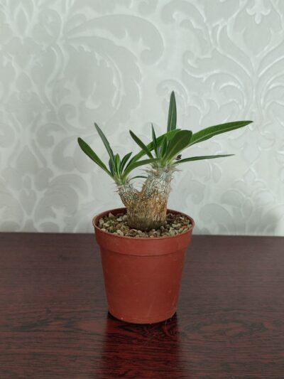 Pachypodium rosulatum cactipes - Зображення 2