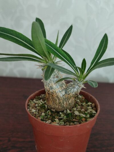Pachypodium rosulatum cactipes - Зображення 3