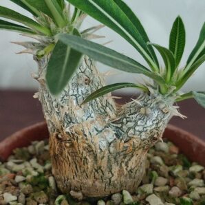 Pachypodium rosulatum cactipes