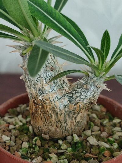 Pachypodium rosulatum cactipes