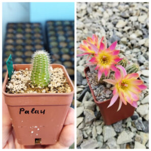 Chamaecereus hybrid Pan19.321.30 Palau | 15