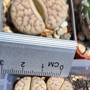 Lithops gracilidelineata v.waldroniae C189