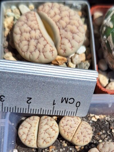 Lithops gracilidelineata v.waldroniae C189