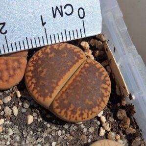 Lithops aucampiae v. aucampiae (Kuruman form)
