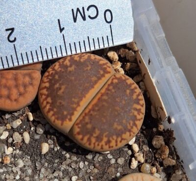 Lithops aucampiae v. aucampiae (Kuruman form)