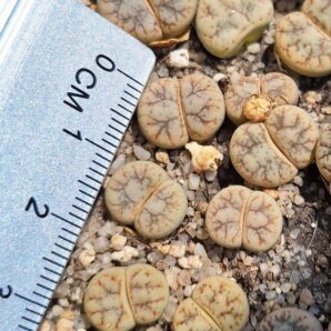 lithops werneri C188