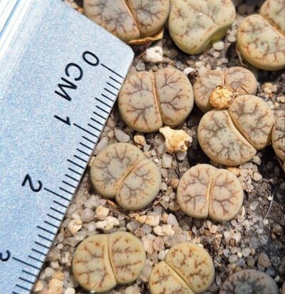 lithops werneri C188