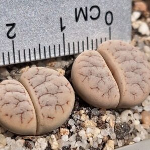 Lithops gracilidelineata v.waldroniae C189
