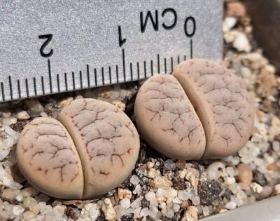 Lithops gracilidelineata v.waldroniae C189
