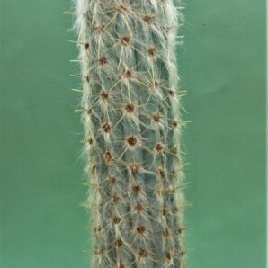 pilosocereus-sp.nova_.-Brazil | 75