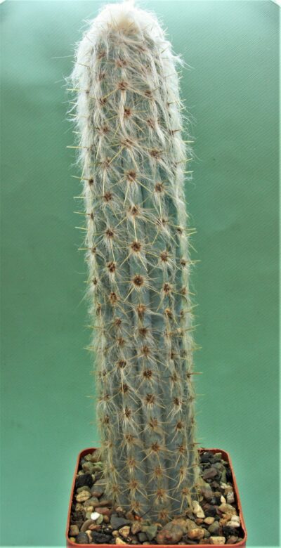 pilosocereus-sp.nova_.-Brazil