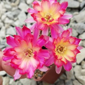 Chamaecereus hybrid Pan17.8.109 Prince