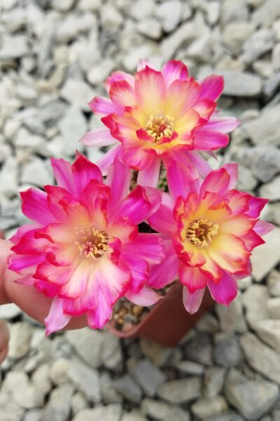 Chamaecereus hybrid Pan17.8.109 Prince